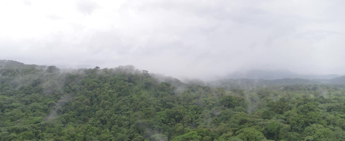 Aerial view of a vast green rainforest with mist and fog rising from the tree canopy on an overcast day
