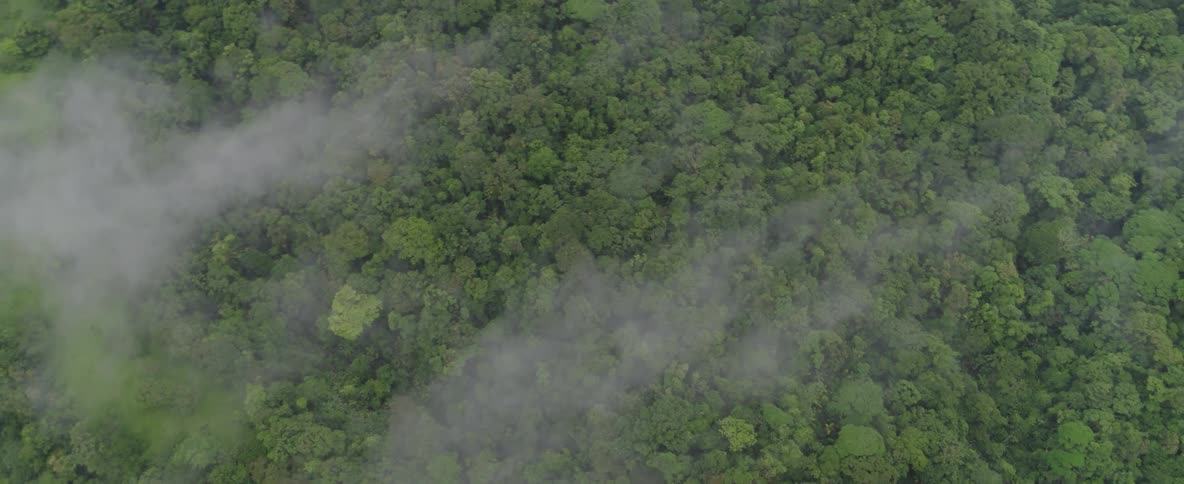 A top-down aerial view slowly drifts over a vast, dense green rainforest canopy with wispy white clouds floating just above the trees