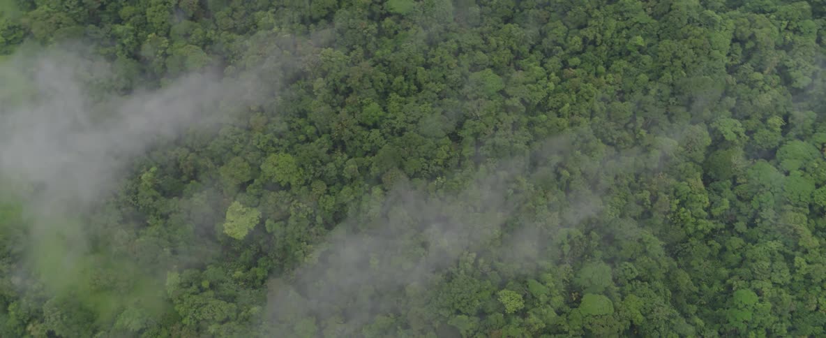 An ethereal aerial top-down view shows mist and fog slowly moving over a vast green rainforest