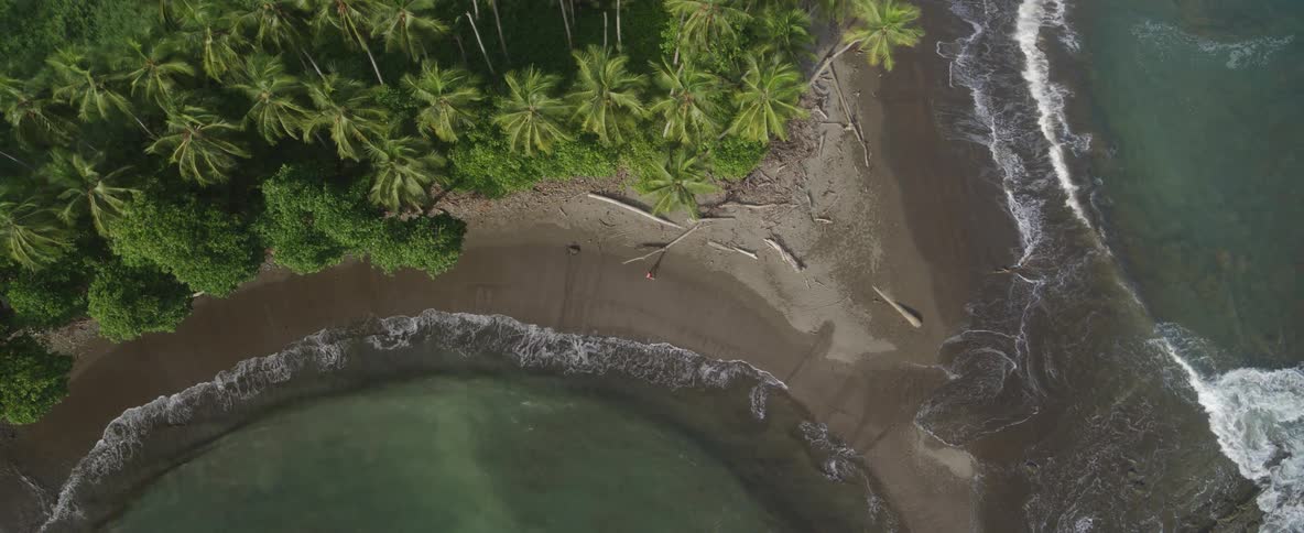 An aerial top-down view shows a lone person and their dog enjoying a secluded tropical beach with palm trees as gentle waves lap the shore