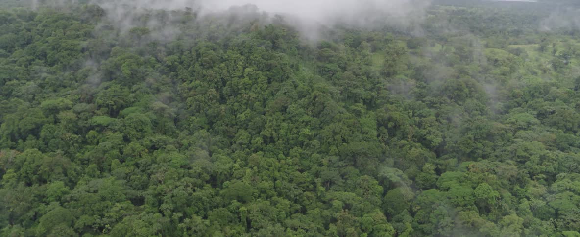A drone tilts down from a cloudy, overcast sky to reveal a vast, dense green jungle with low-hanging fog drifting over the trees