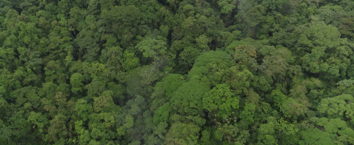 A slow aerial drone shot reveals a winding road disappearing into a vast, dense, and lush green tropical rainforest canopy