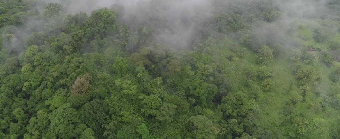 A high-angle drone shot slowly pulls back to reveal a thick, green forest canopy being enveloped by rolling fog