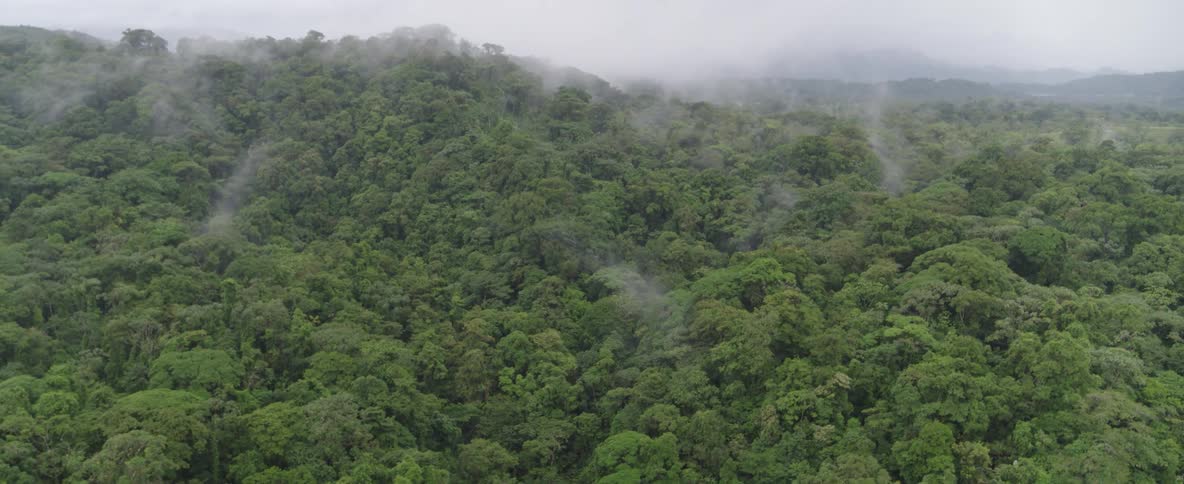 An expansive aerial shot slowly pulls back to reveal a lush, green rainforest shrouded in mist and fog