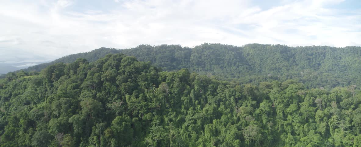 A slow aerial pull-back shot reveals a vast, dense jungle covering rolling green hills under a bright, overcast sky