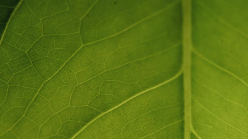 A detailed macro view of a vibrant green leaf, highlighting its intricate patterns and veins