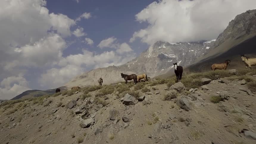 A herd of horses on a gravelly hill