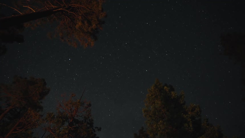 A time-lapse view of the starry night sky as seen from below tall forest trees