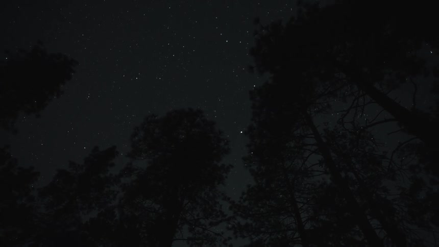 A static low-angle view of the starry night sky seen through the silhouettes of tall pine trees in a dark forest