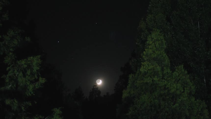 A crescent moon shines brightly in the dark night sky, framed by the silhouettes of tall evergreen trees