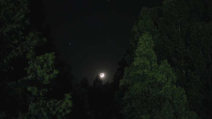 A crescent moon shines brightly in the dark night sky, framed by the silhouettes of tall evergreen trees
