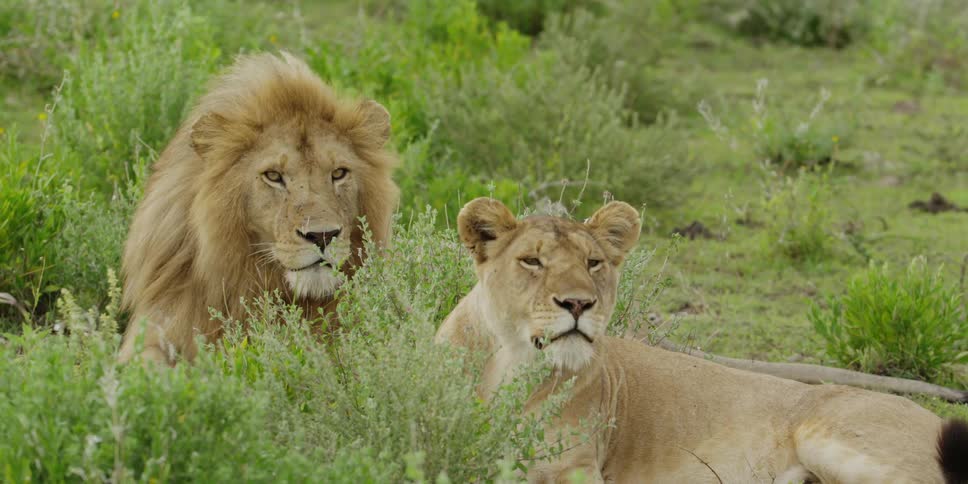 Lion and lioness laying in the grass