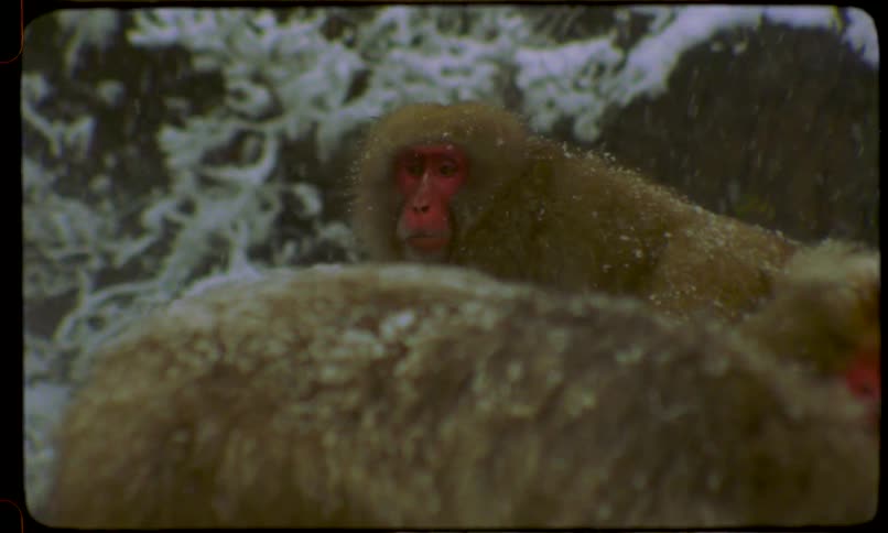 Archival footage shows a curious Japanese macaque staring at the camera as snow falls around it