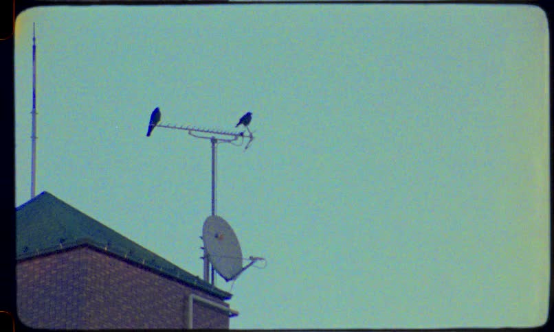 A vintage 8mm film clip shows two crows perched on a television antenna on a rooftop