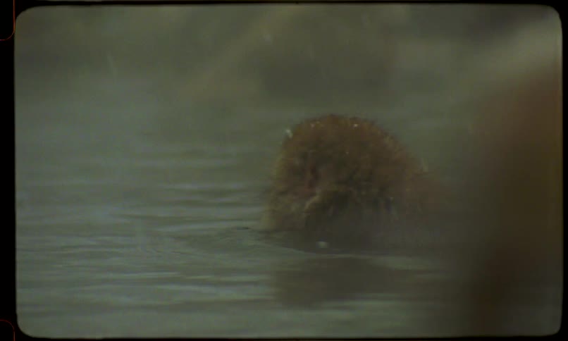 Vintage footage of a Japanese snow monkey with snow on its head sitting in a steamy hot spring during winter