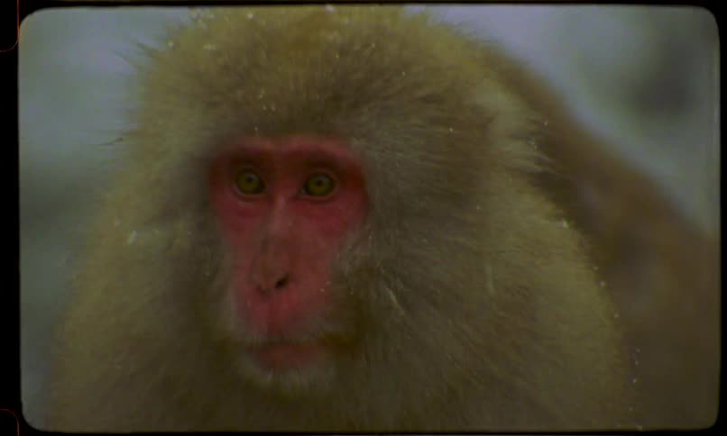 A close-up vintage shot of a fluffy snow monkey with a red face as snowflakes gently fall