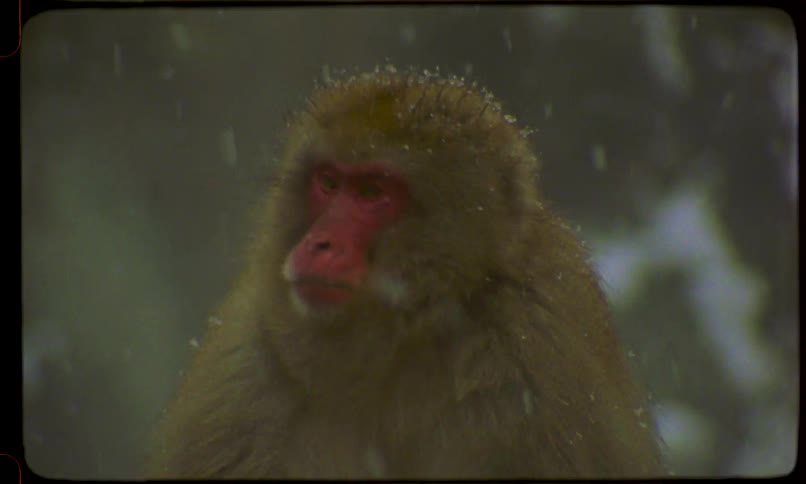 Vintage film footage shows a close-up of a Japanese snow monkey sitting patiently as snowflakes fall on its fur
