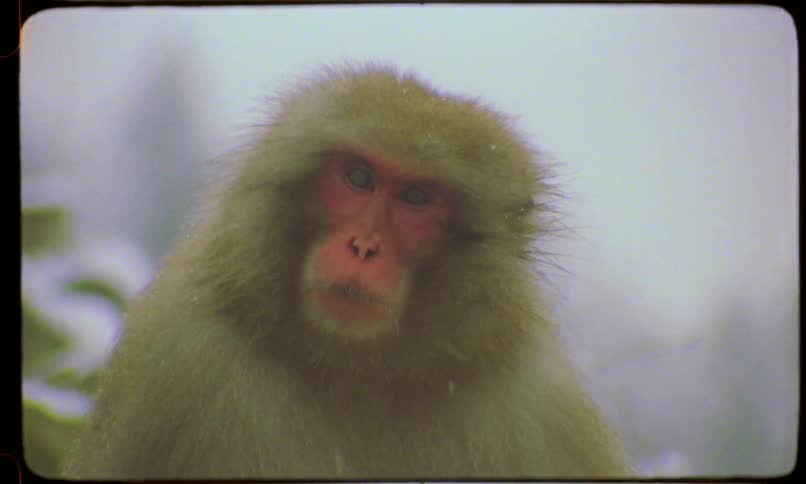 A vintage close-up of a Japanese macaque, also known as a snow monkey, with a red face sitting in a snowy landscape