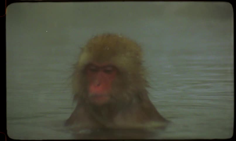 Vintage footage shows a Japanese snow monkey eating and relaxing in a steamy hot spring while it snows