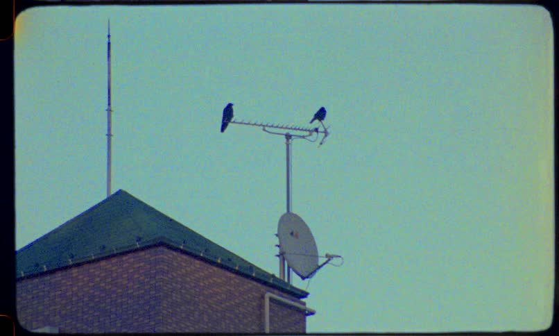 A grainy, vintage Super 8mm film shot of two crows perched on a television antenna on a rooftop