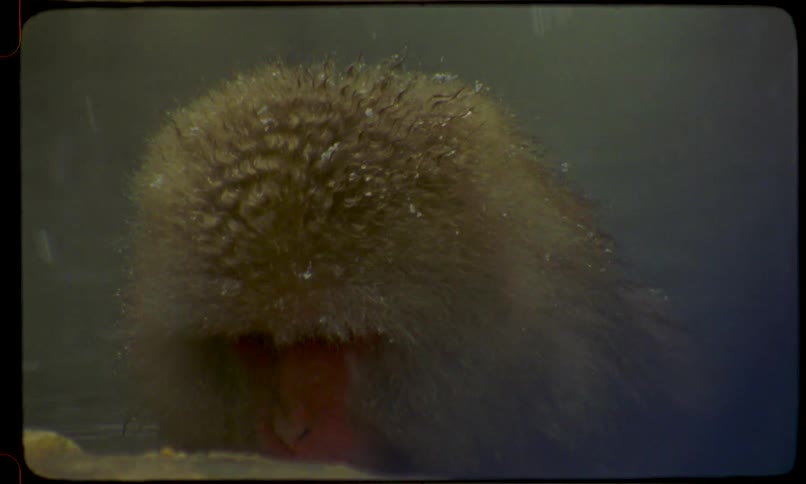 Archival footage of a sleepy Japanese macaque relaxing in a steamy hot spring during a snowstorm