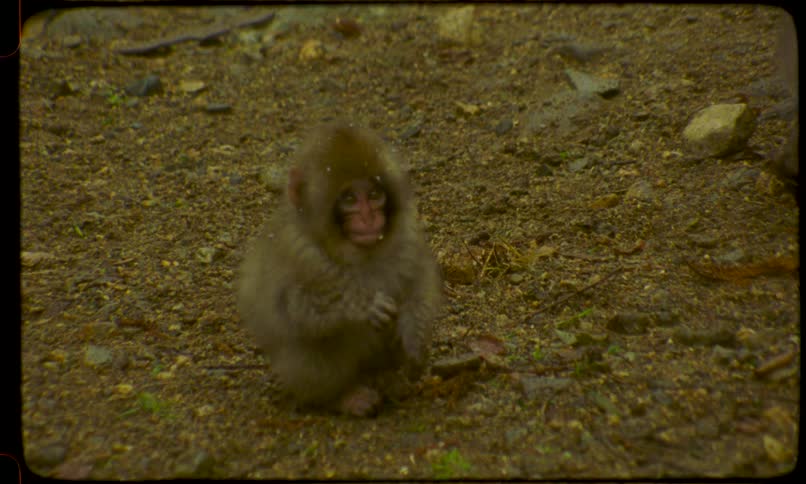 An adorable baby Japanese macaque sits on the dirt ground in a light snowfall, captured on vintage film
