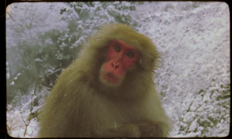 A Japanese macaque, or snow monkey, endures the cold as it sits in a snowy forest while it's snowing, captured on vintage film