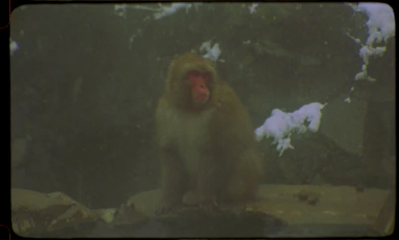 A Japanese snow monkey sits stoically on a rock next to a hot spring during a gentle snowfall in this vintage-style footage