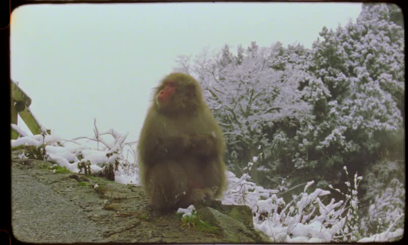 A solitary Japanese macaque endures a cold winter day, sitting on a rock as snow falls in the mountains