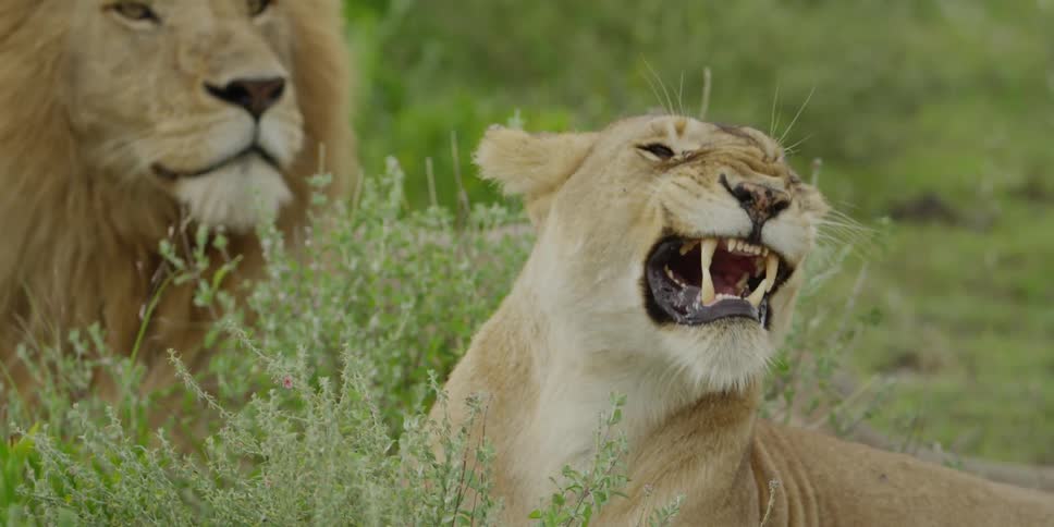 Lioness yawning as a lion looks on