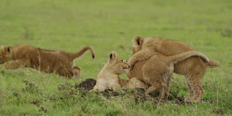 Several lion cubs resting and playing on an open plain