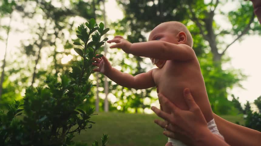 A mother holds her curious baby up to a bush to touch the leaves for the first time in a sunlit garden
