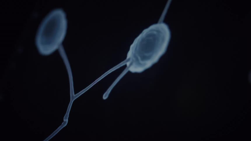 An abstract microscopic animation shows biological cells forming a network and sending electrical signals between them