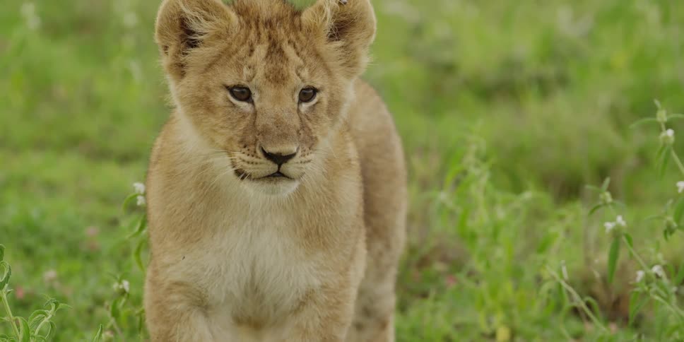 A lion stands in the grass looking