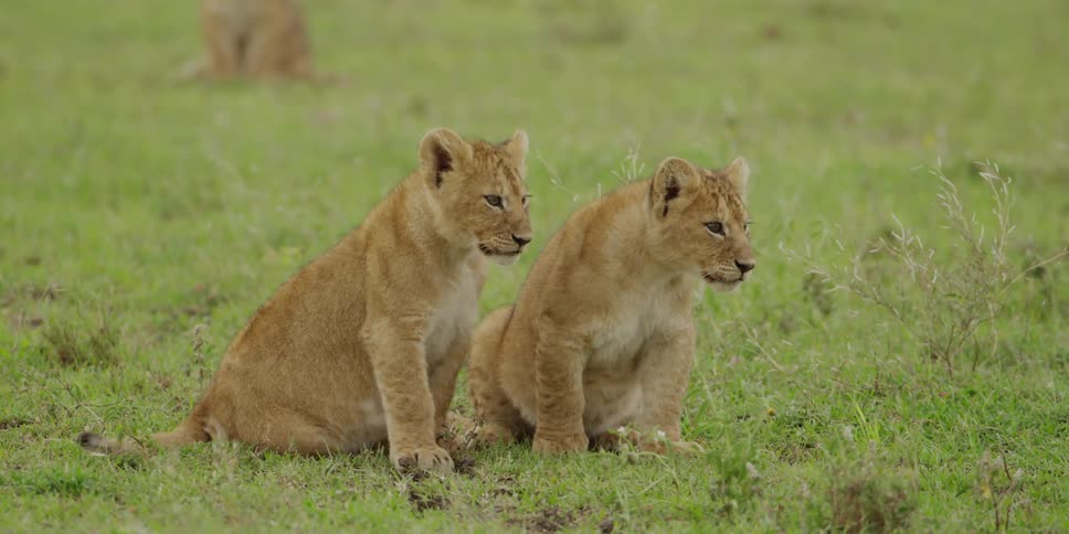 Lion cubs sitting in a field