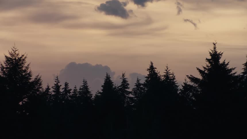 Dark silhouettes of fir trees stand against a beautiful, muted sunset sky