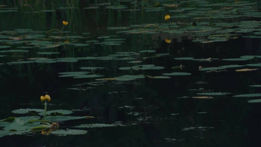 Yellow pond lilies and green lily pads float peacefully on the surface of dark, calm water