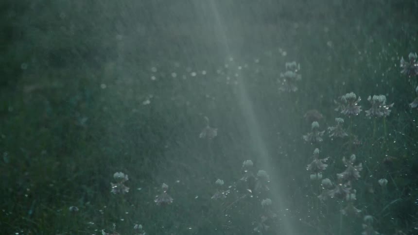 A misty sprinkler waters a lush green lawn and clover flowers in a moody slow-motion close-up