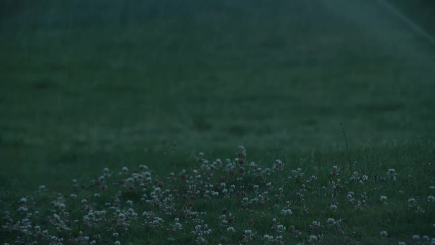 Rain showers a moody, dark green field of clover flowers at dusk