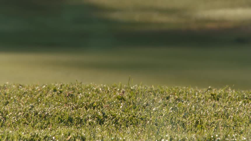 From a low angle, a golf cart drives past on a lush, green golf course sparkling with morning dew
