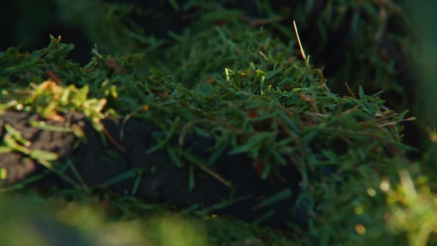 A detailed close-up shot of a strip of freshly cut sod shows its vibrant green grass and rich dark soil