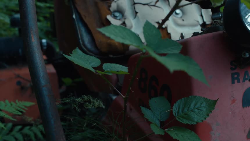 A close-up of a thorny green plant growing through a rusty, abandoned piece of red machinery in the woods