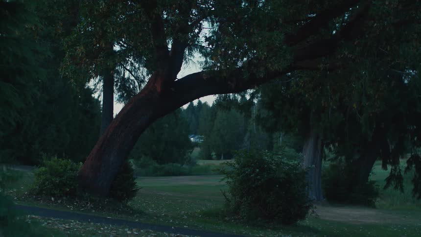 A large, beautiful tree leans over a park path and green lawn as twilight settles in