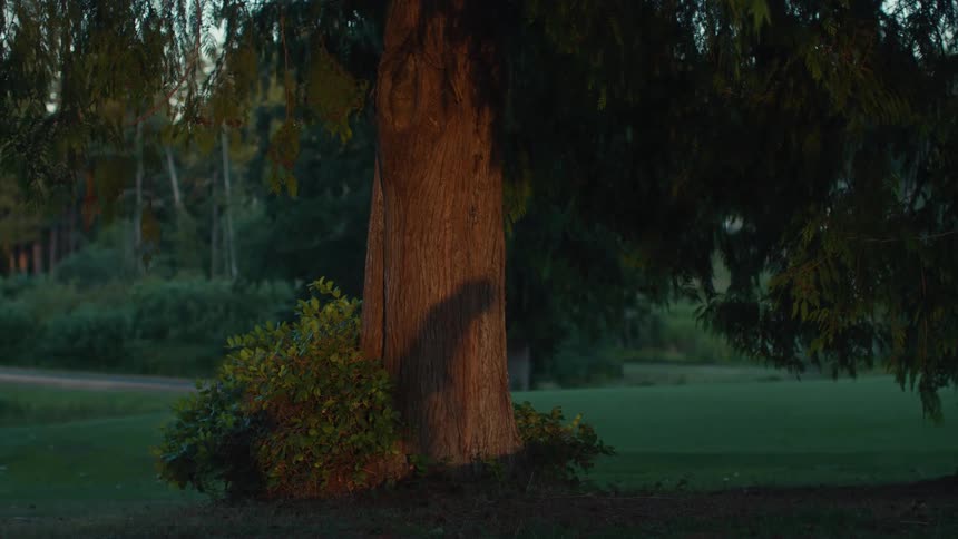 The shadow of a bird of prey is cast onto a large tree trunk by the setting sun on a tranquil evening