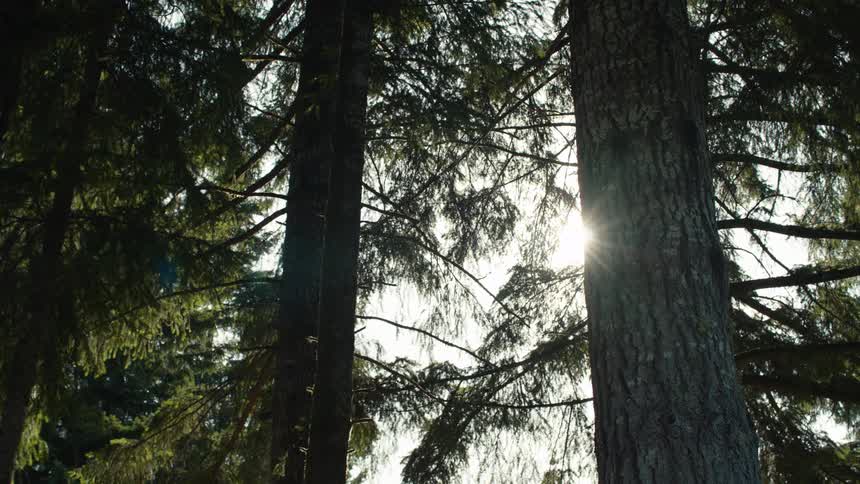 Golden sunlight streams through the trunks of majestic evergreen trees in a dense, peaceful forest