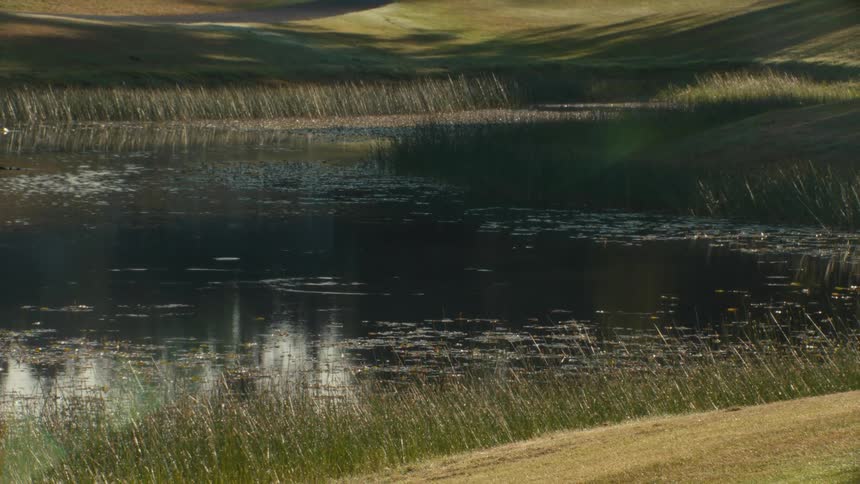 A tranquil pond surrounded by reeds on a rolling green golf course during a sunny day