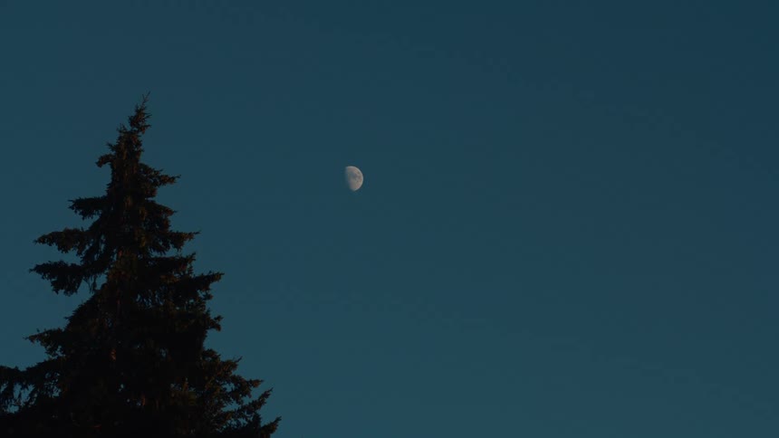 The moon hangs in the deep blue twilight sky next to the silhouette of a tall pine tree