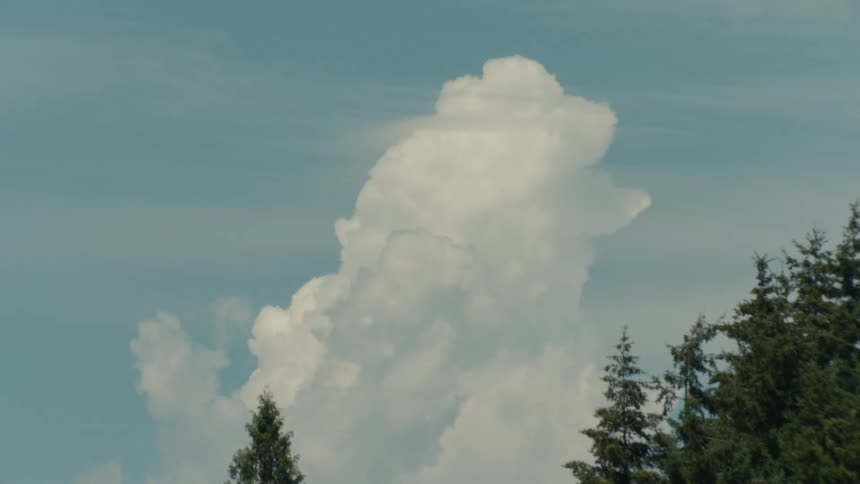 A whimsical, animal-shaped cloud stands out in a calm blue sky over the tops of a pine forest