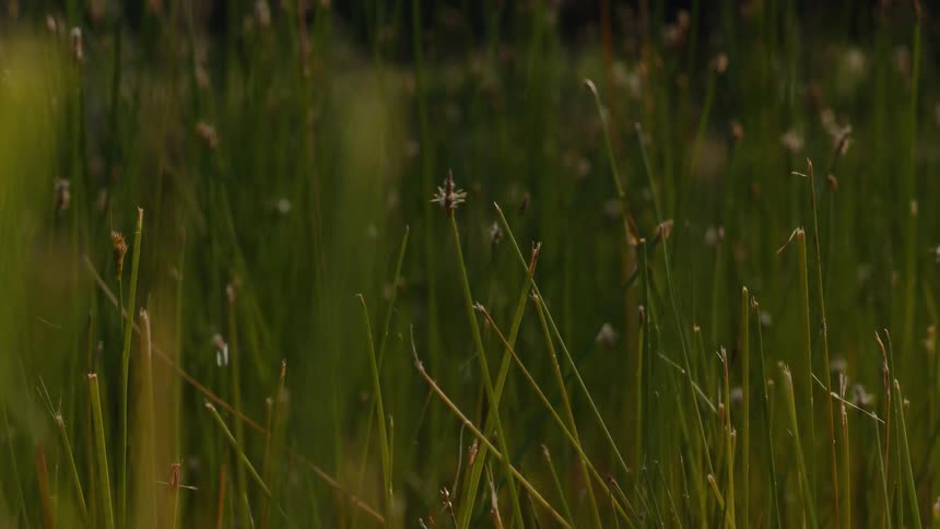A tranquil close-up shot of thin green reeds in a field, with a shallow depth of field highlighting a single plant
