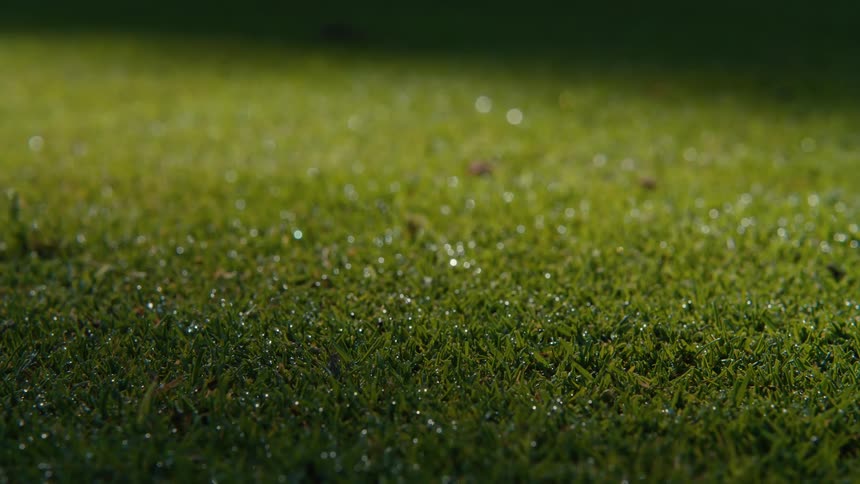 A close-up view of morning dew glistening on a lush green lawn under warm sunlight